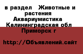  в раздел : Животные и растения » Аквариумистика . Калининградская обл.,Приморск г.